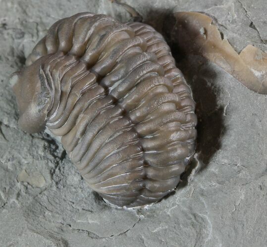 Detailed Flexicalymene Trilobite In Shale - Ohio #52669